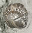 Wide, Enrolled Flexicalymene Trilobite - Ohio #57831-2